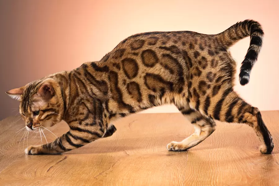 Золотая бенгальская кошка