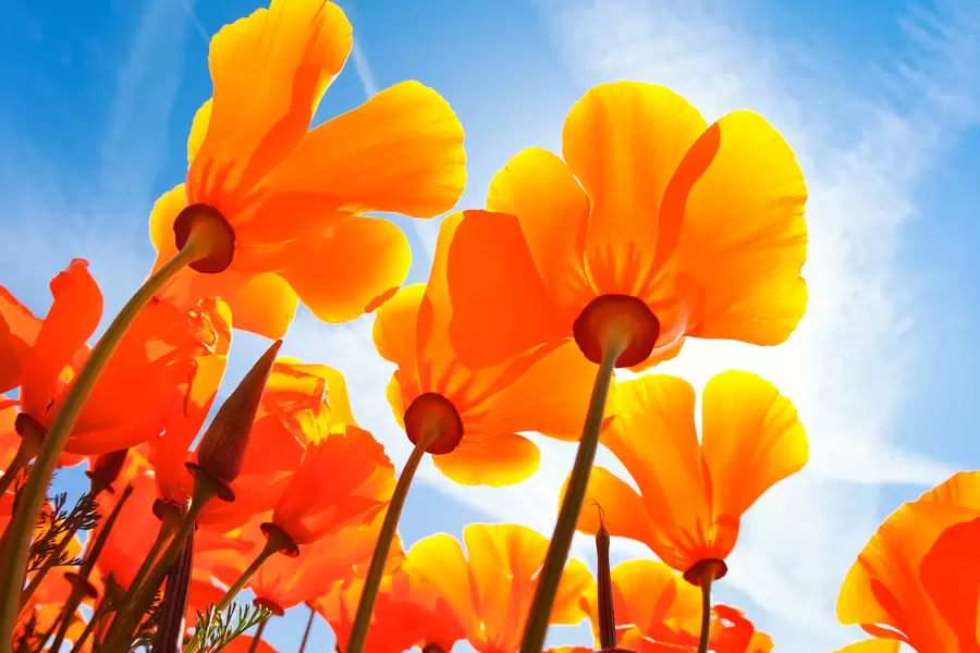 Vårblommor