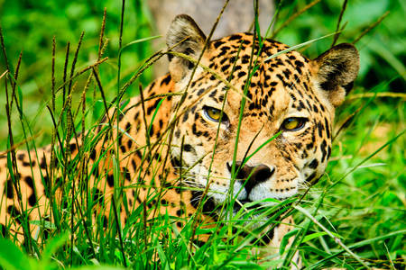 Jaguar w trawie