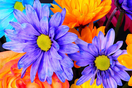 Разноцветные хризантемы