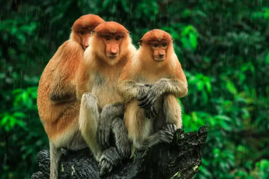 Chaussettes de singe