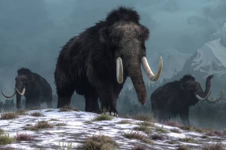 Mammoths on the hill