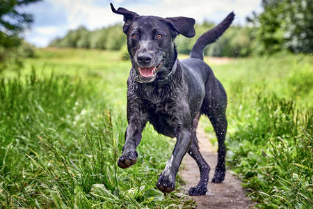 Cheerful running labrador
