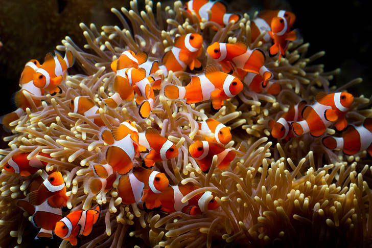 Pește clovn în corali