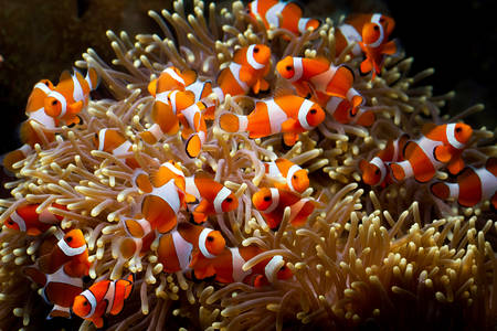 Clown fish in corals