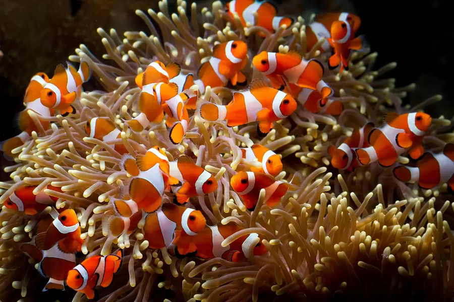 Poisson clown dans les coraux