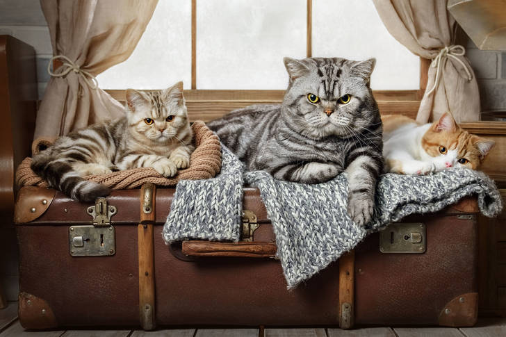 Katter på en resväska