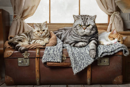 Cats on a suitcase