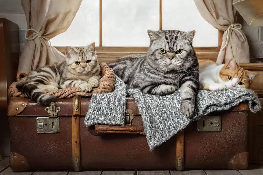 Кошки на чемодане
