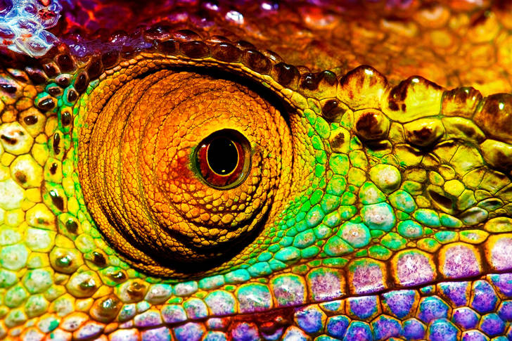 Macro photo of a chameleon