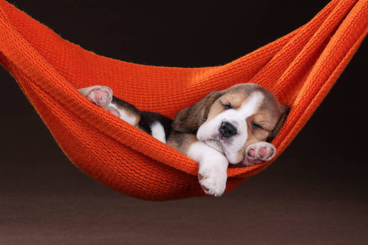 Beagle puppy in a hammock
