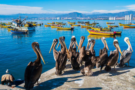 Coquimbo'daki iskelede pelikanlar