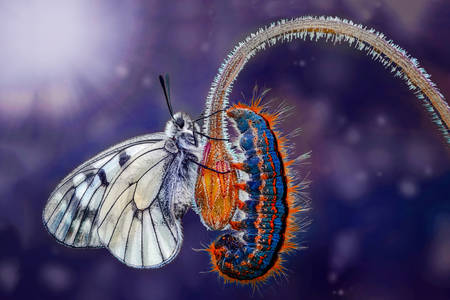 Motyl monarcha Danaide i gąsienica
