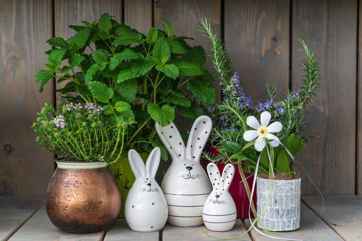 Fragrant herbs in pots on wooden background