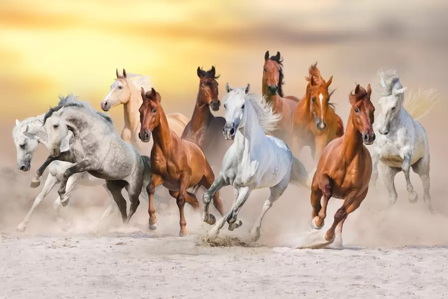 قطيع الخيول