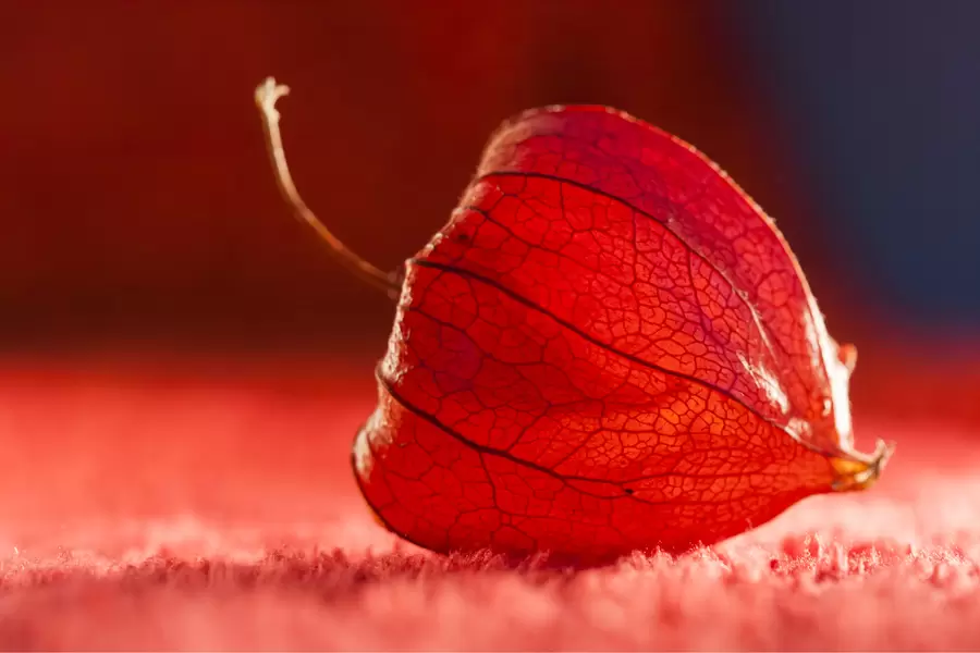 Makro fotografija Physalis