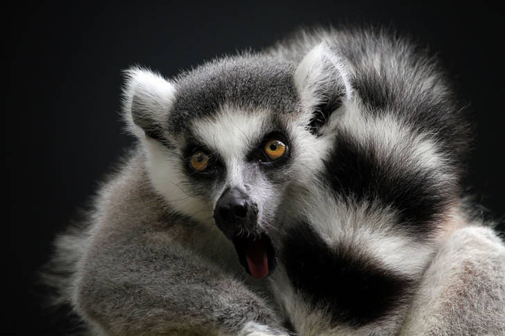 Lemur close up
