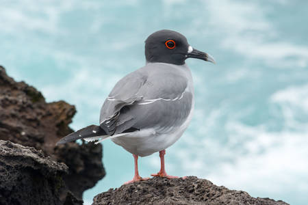 Galapagos seagull