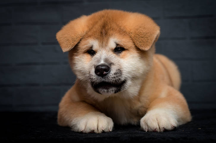 Akita inu puppy on a dark background
