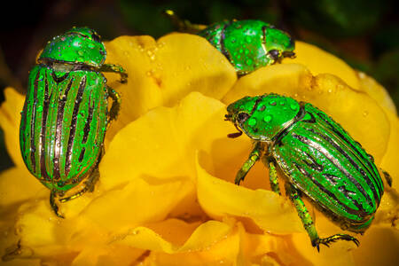 Scarabs on a yellow flower