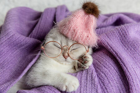 Kitten in a hat and glasses