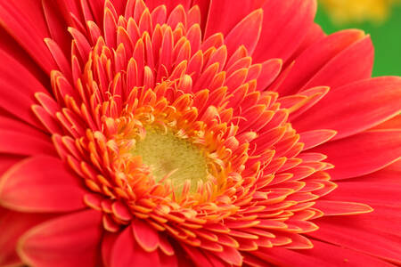 Closeup gerbera roz