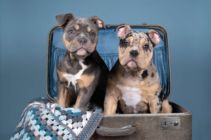 Puppies in a suitcase