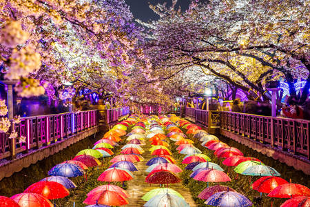 Kirschblüten in der Nacht