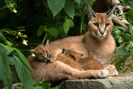 Caracal with kittens