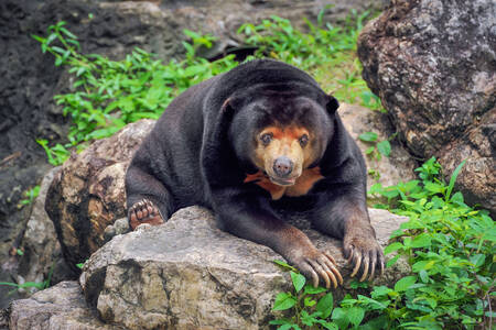Malayan bear
