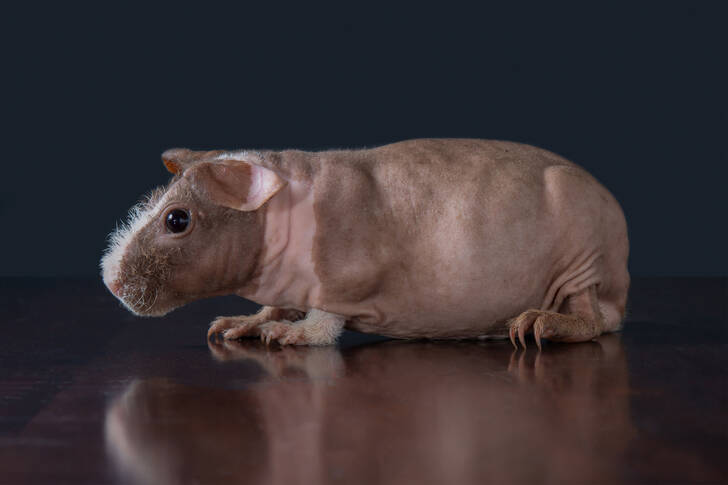 Skinny guinea pig