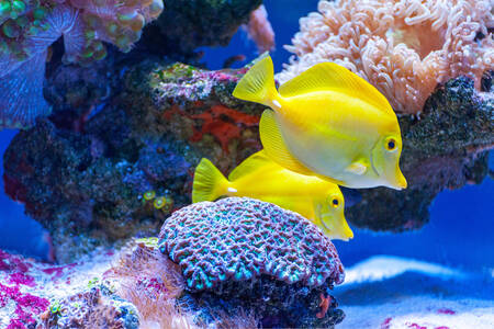 Yellow sea fish