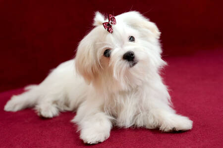 Maltese dog on a red background
