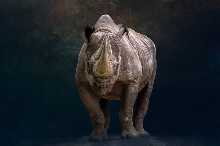 Porträtt av en svart noshörning