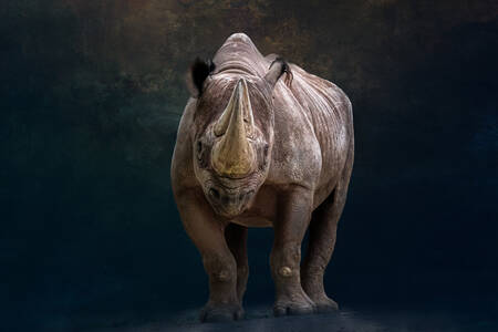 Portrait of a black rhinoceros
