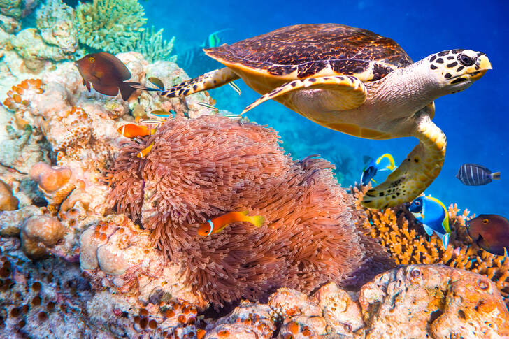 Морская черепаха бисса