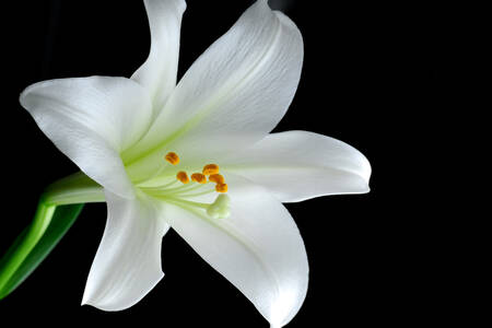 Lily on a black background