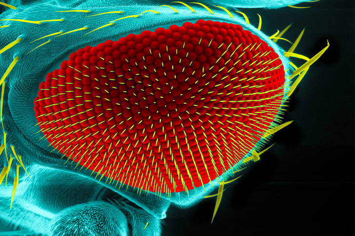 Ochi de Drosophila