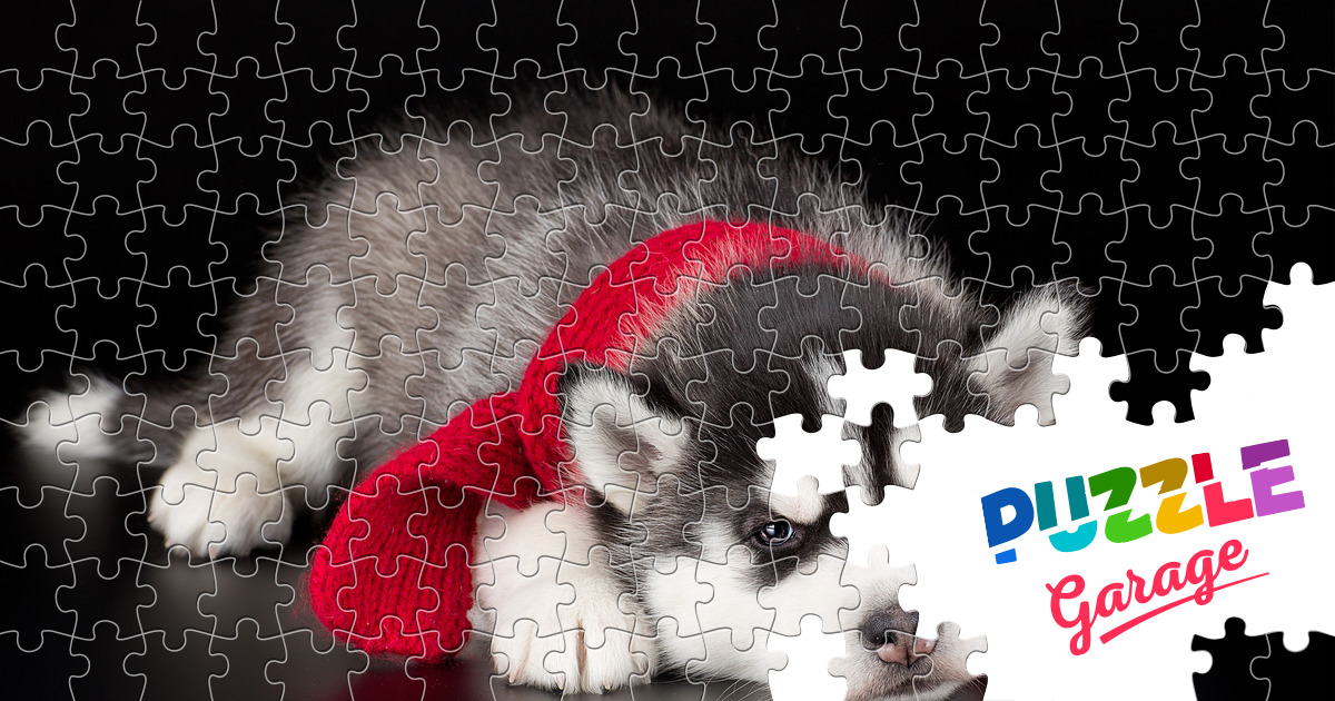 Husky puppy with red scarf Jigsaw Puzzle (Animals, Pets) Puzzle Garage