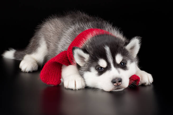 Schor puppy met rode sjaal