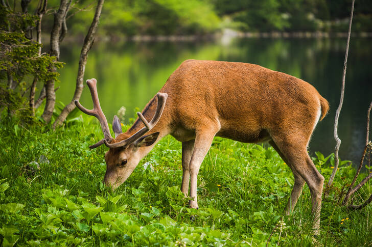 Deer by the lake