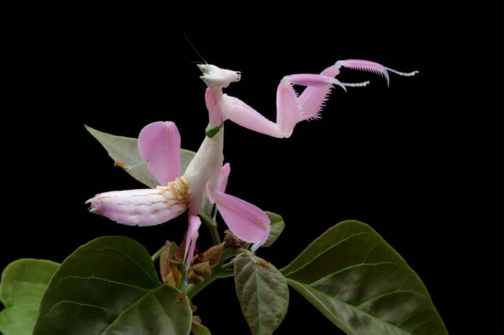 Орхидея богомолка