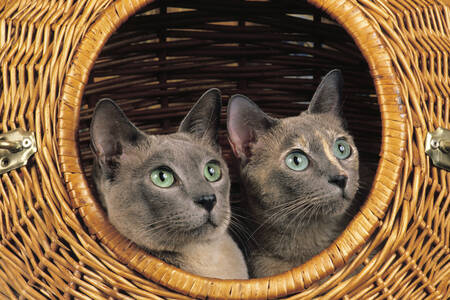 Tonkinese cats in a basket