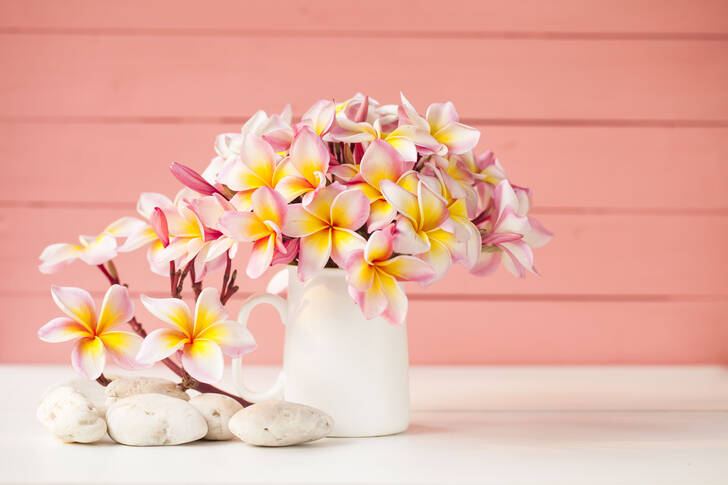 Plumeria on pink background