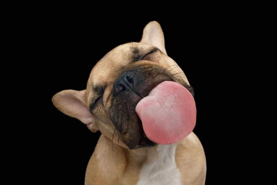 Franse bulldog op een zwarte achtergrond