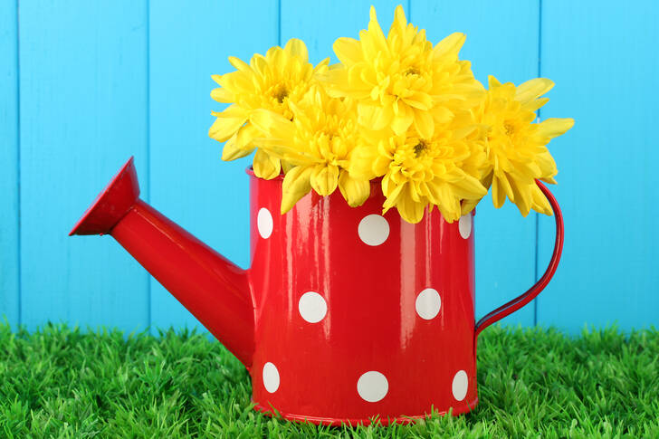 Chrysanthemums in a red watering can
