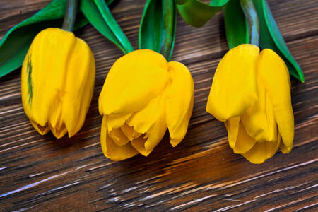 Three yellow tulips