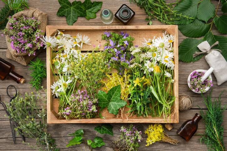 Fleurs et herbes médicinales