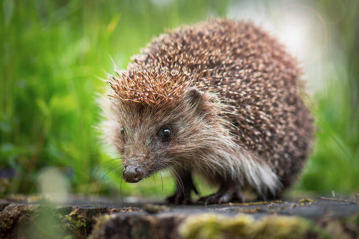 Hedgehog on a stump