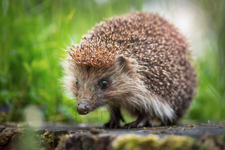 Igel auf einem Baumstumpf